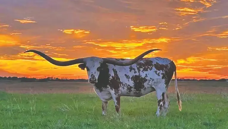 Ranching Atascosa County Texas
